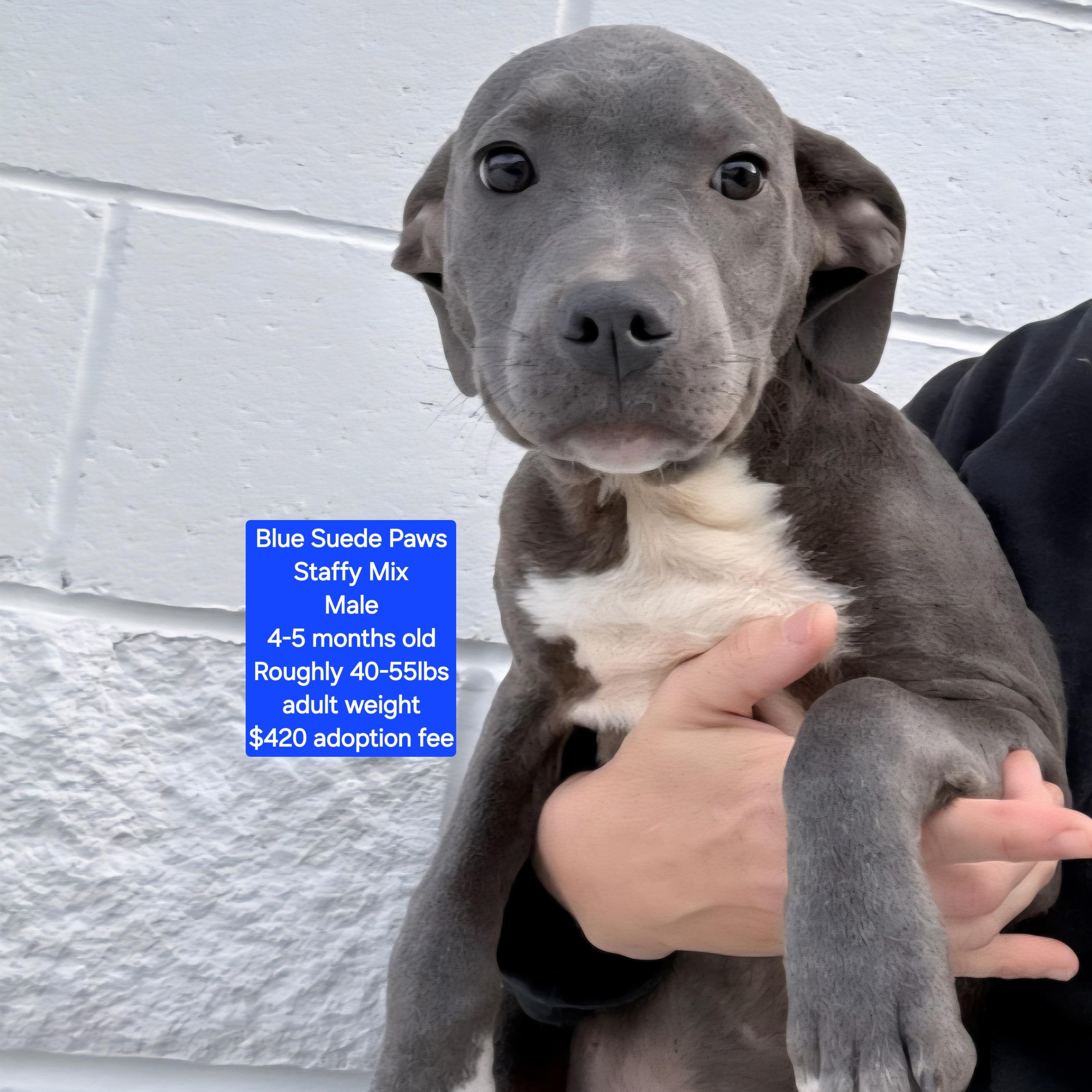 Enlarge Blue Suede Paws, a ADOPTABLE mixed breed in Oviedo, FL image 1/1