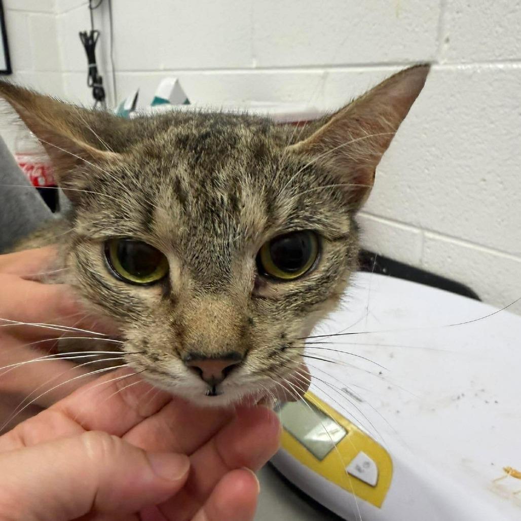 Enlarge Harley, a Adoptable Domestic Short Hair in Rocky Mount, VA image 1/2