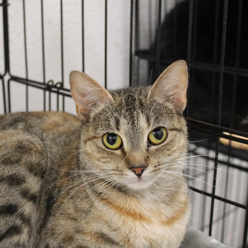 Enlarge Harley, a Adoptable Domestic Short Hair in Rocky Mount, VA image 2/2