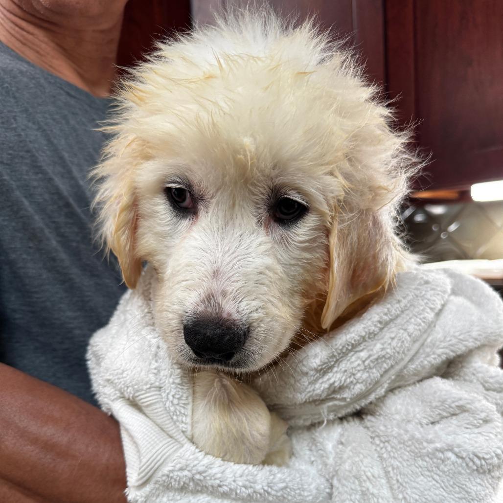 NY Amos Avail Aug 8 (Foster in Stormville), a Adoptable Great Pyrenees in Stormville, NY image 2/2