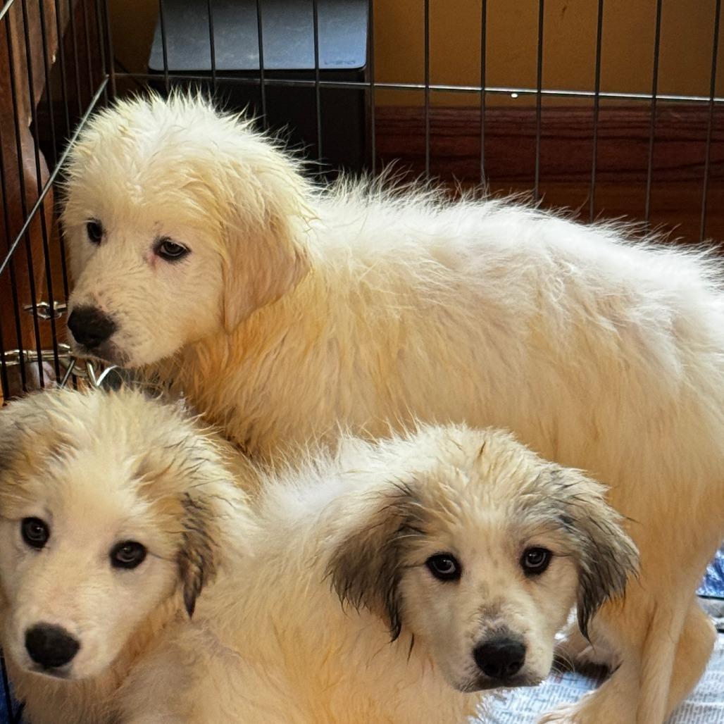 NY Amos Avail Aug 8 (Foster in Stormville), Adoptable, Puppy Male Great Pyrenees.