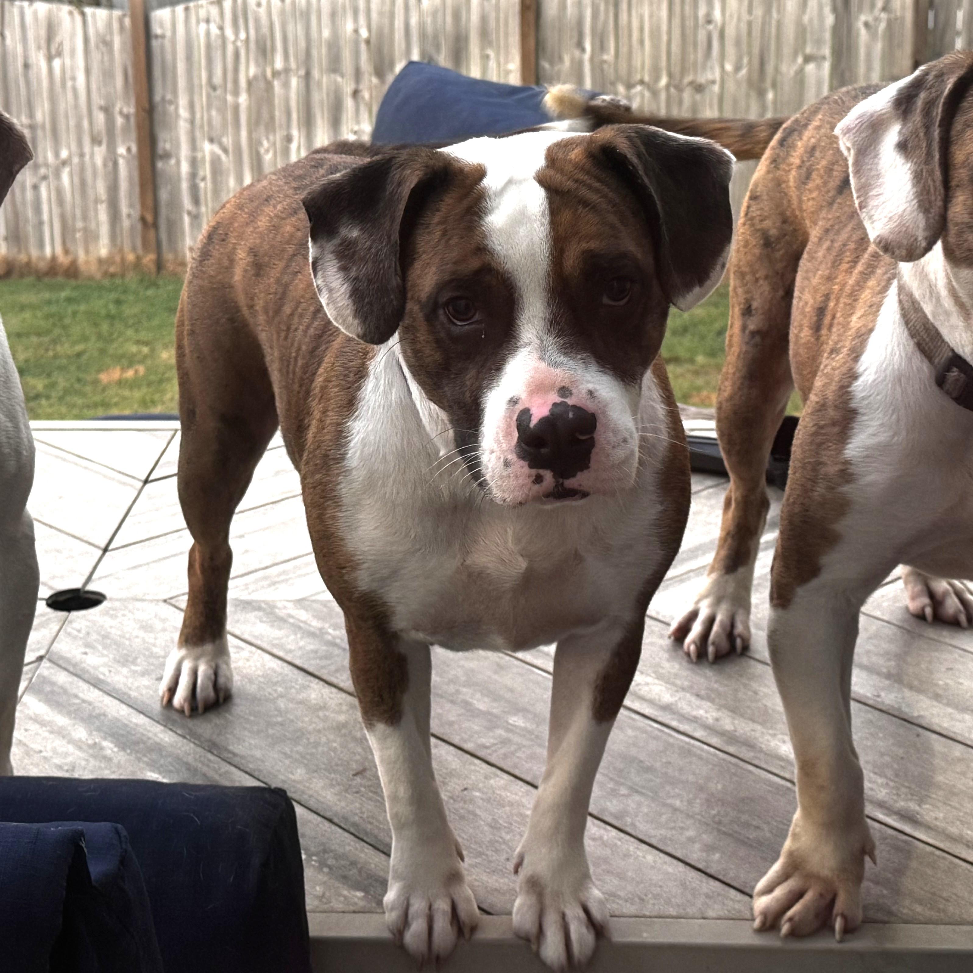 Fauna — thumbnail 2