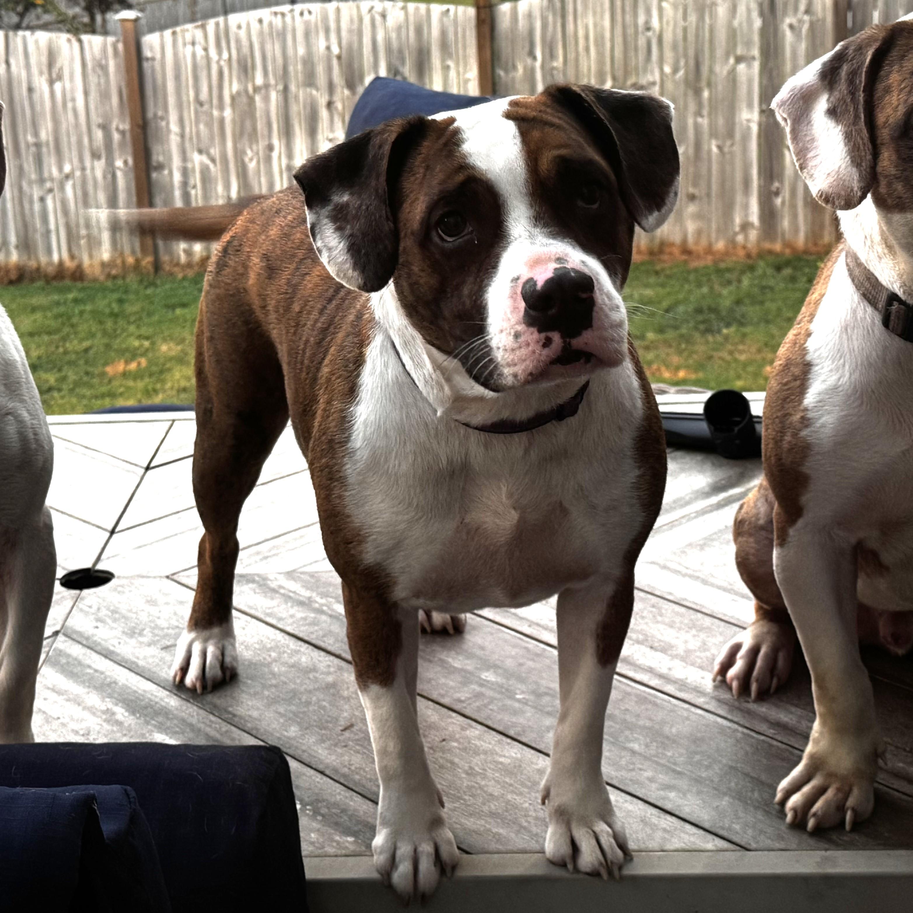 Fauna — thumbnail 4