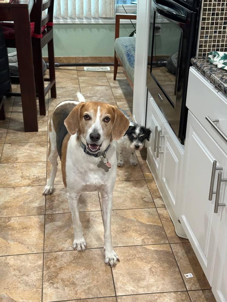 Enlarge Rufus, an adoptable Hound in Falls Church, VA image 4/5