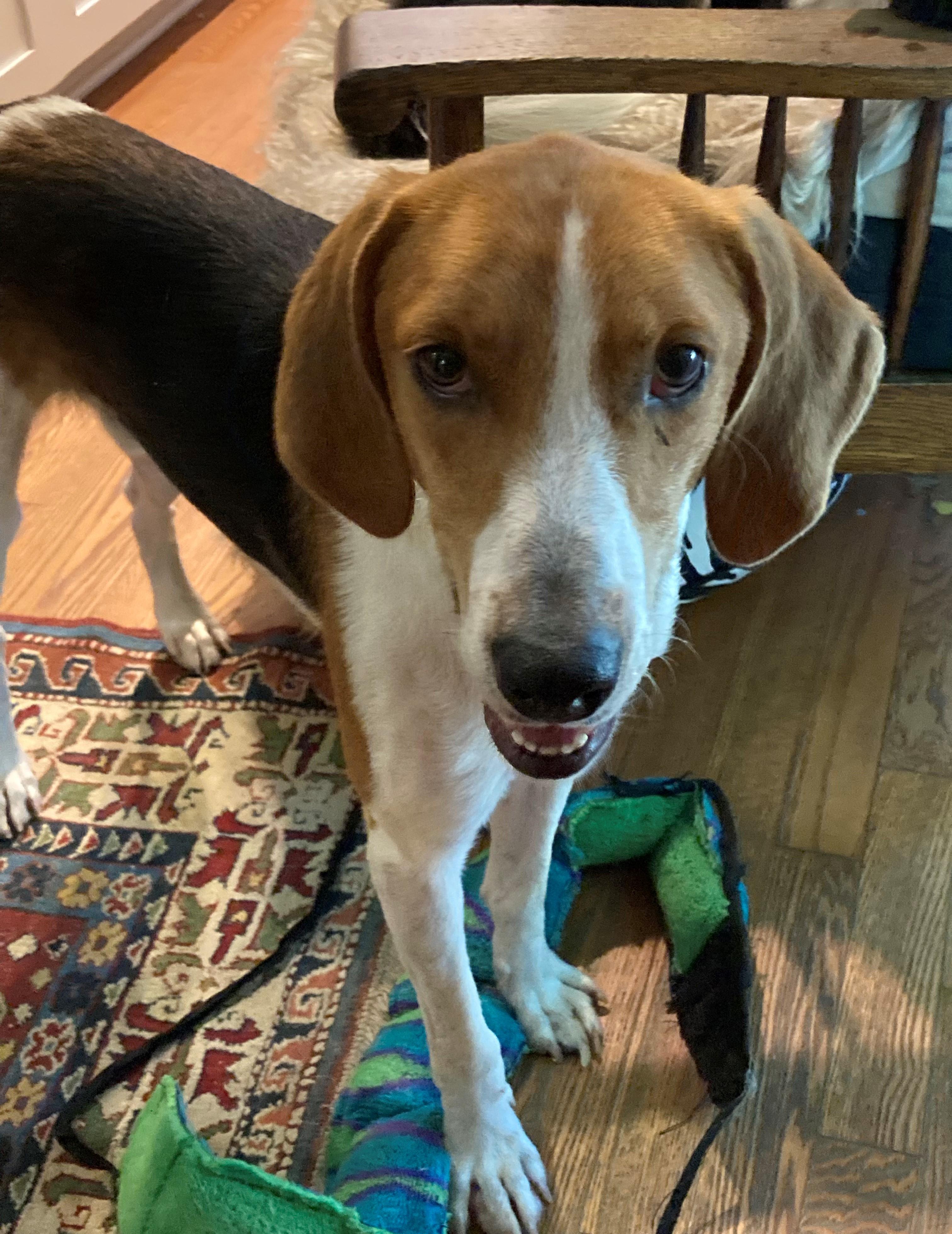 Enlarge Rufus, an adoptable Hound in Falls Church, VA image 2/5