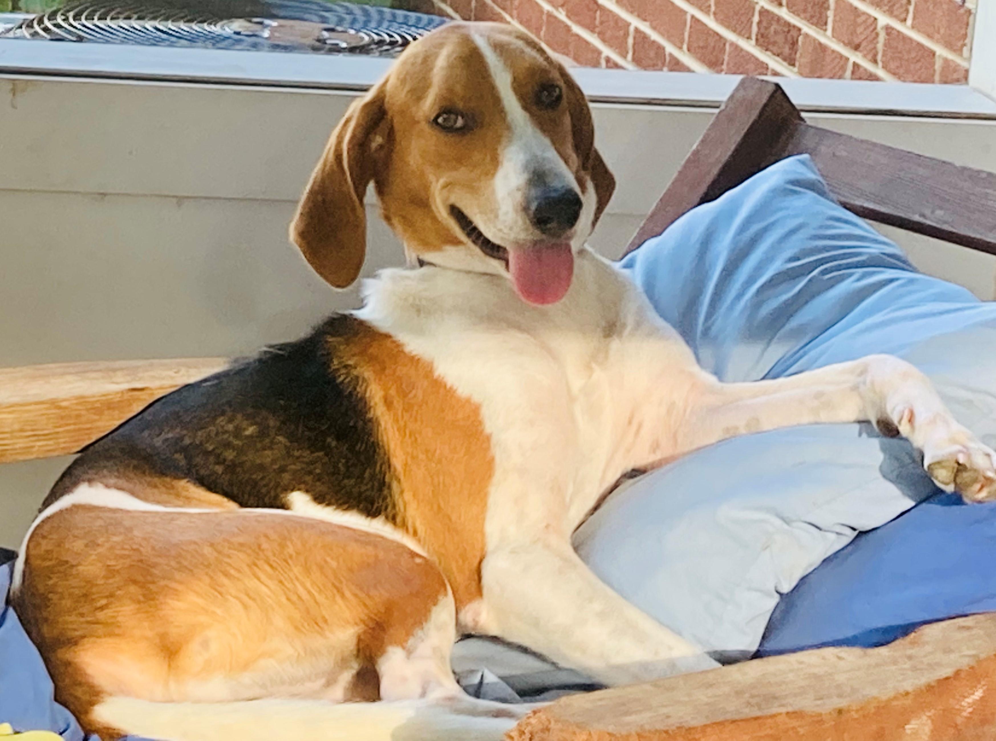 Enlarge Rufus, an adoptable Hound in Falls Church, VA image 1/5