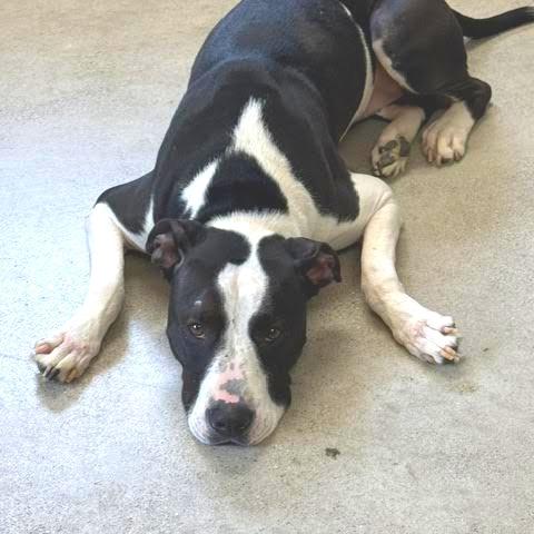 Sedona, Adoptable, Adult Female Pit Bull Terrier.