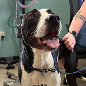 Enlarge Sedona, a Adoptable Pit Bull Terrier in Archbold , OH image 2/5