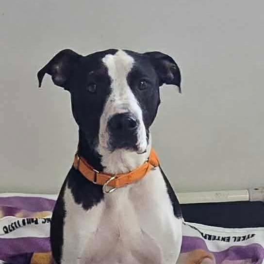 Enlarge Sedona, a Adoptable Pit Bull Terrier in Archbold , OH image 3/5