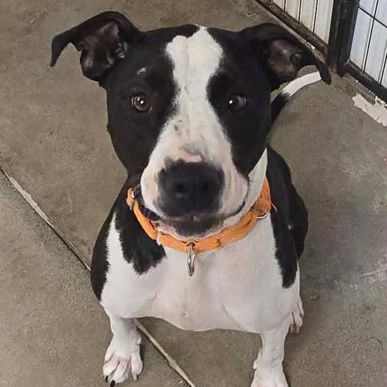Enlarge Sedona, a Adoptable Pit Bull Terrier in Archbold , OH image 4/5
