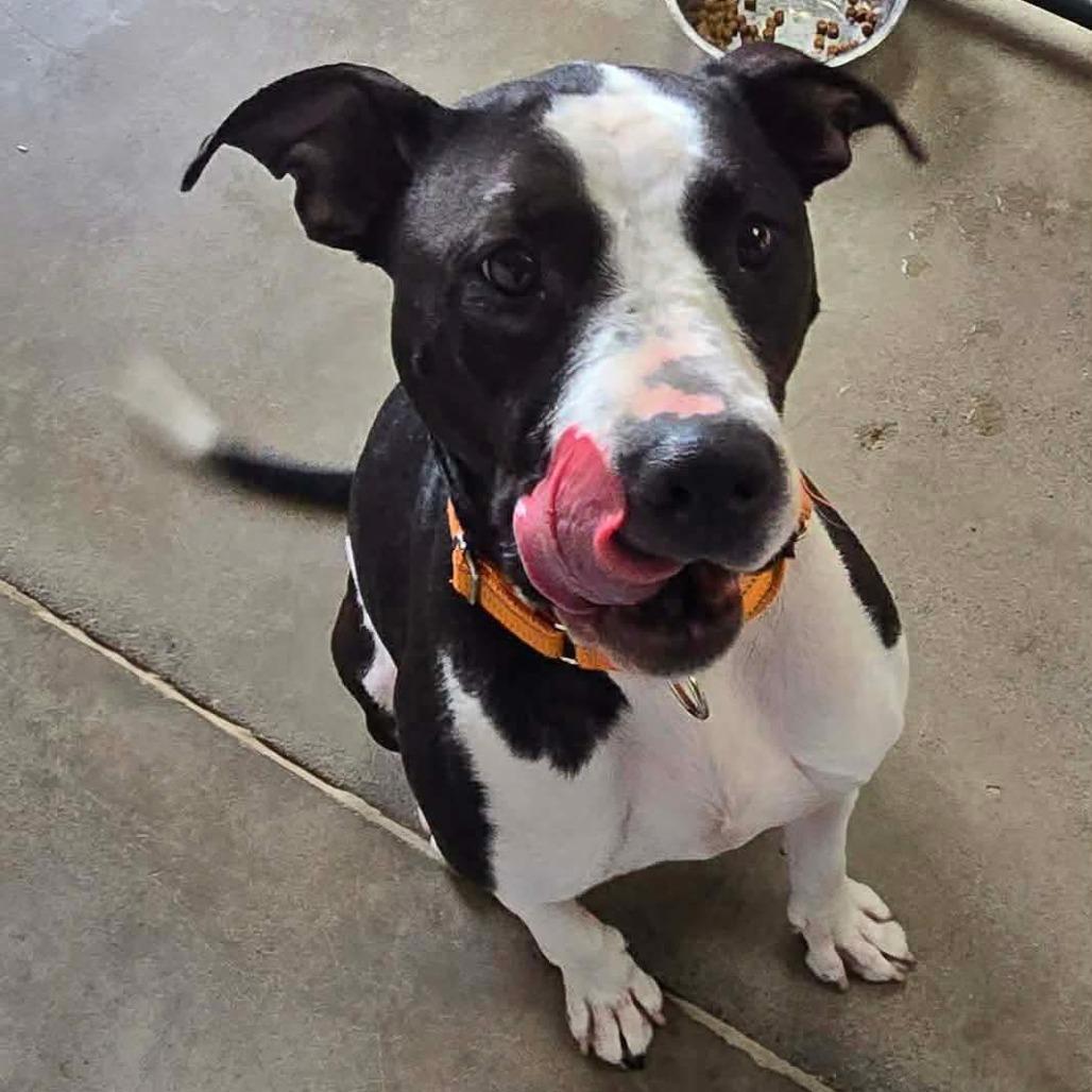 Enlarge Sedona, a Adoptable Pit Bull Terrier in Archbold , OH image 5/5