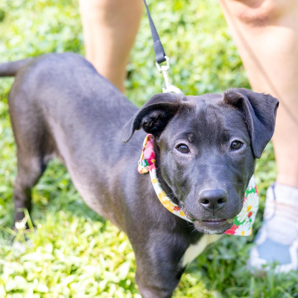 Enlarge Dolly (Female), a Adoptable mixed breed in West Grove, PA image 5/6