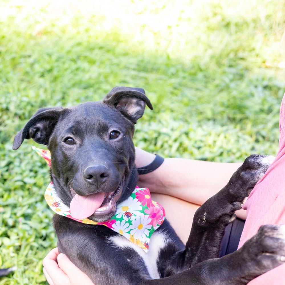 Enlarge Dolly (Female), a Adoptable mixed breed in West Grove, PA image 4/6