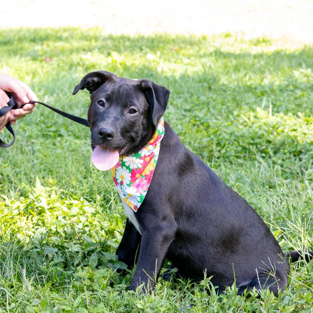 Enlarge Dolly (Female), a Adoptable mixed breed in West Grove, PA image 2/6