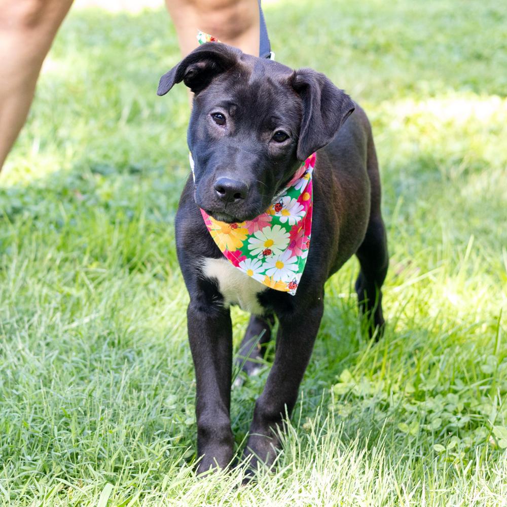 Enlarge Dolly (Female), a Adoptable mixed breed in West Grove, PA image 3/6