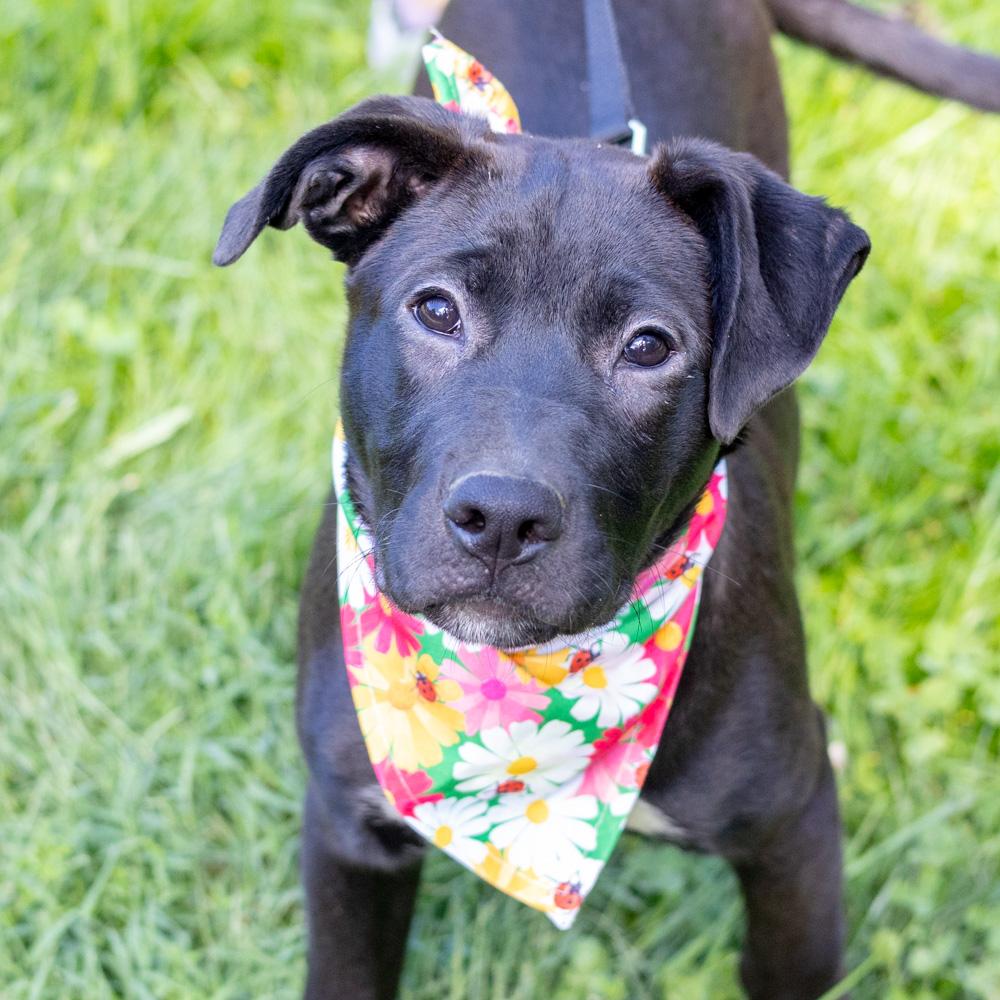 Enlarge Dolly (Female), a Adoptable mixed breed in West Grove, PA image 1/6