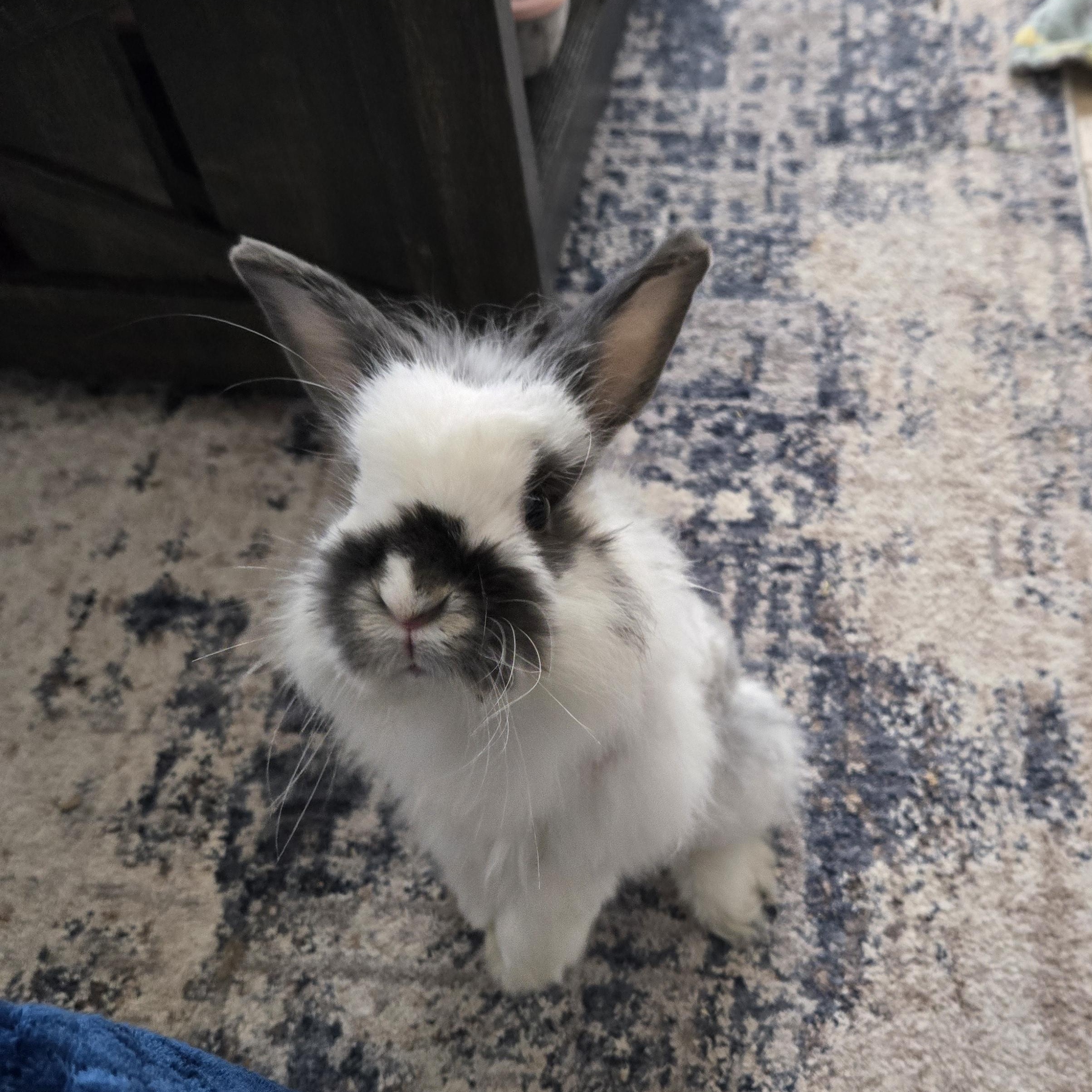 Enlarge Lil Puff, a ADOPTABLE Jersey Wooly in San Antonio, TX image 3/6