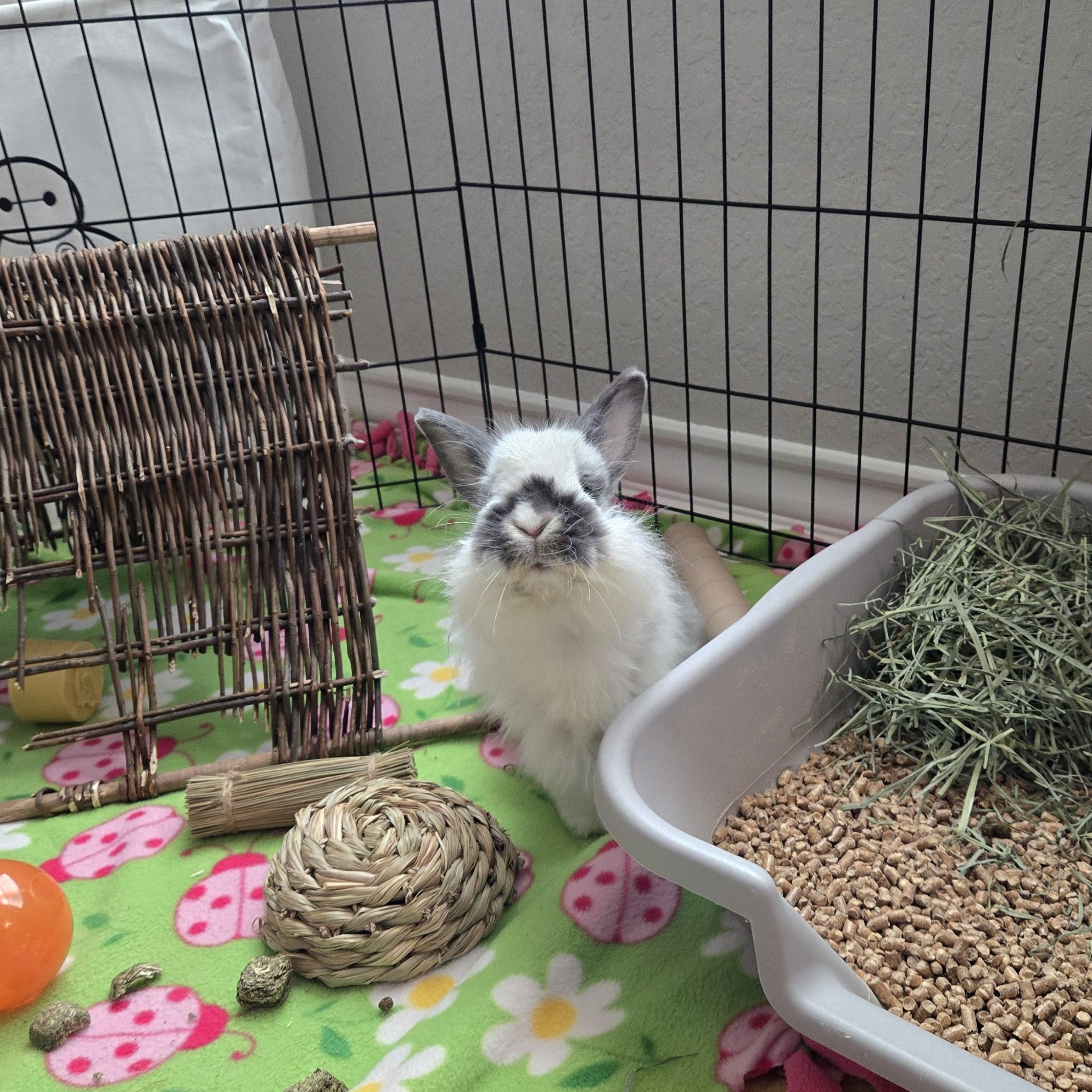 Enlarge Lil Puff, a ADOPTABLE Jersey Wooly in San Antonio, TX image 6/6