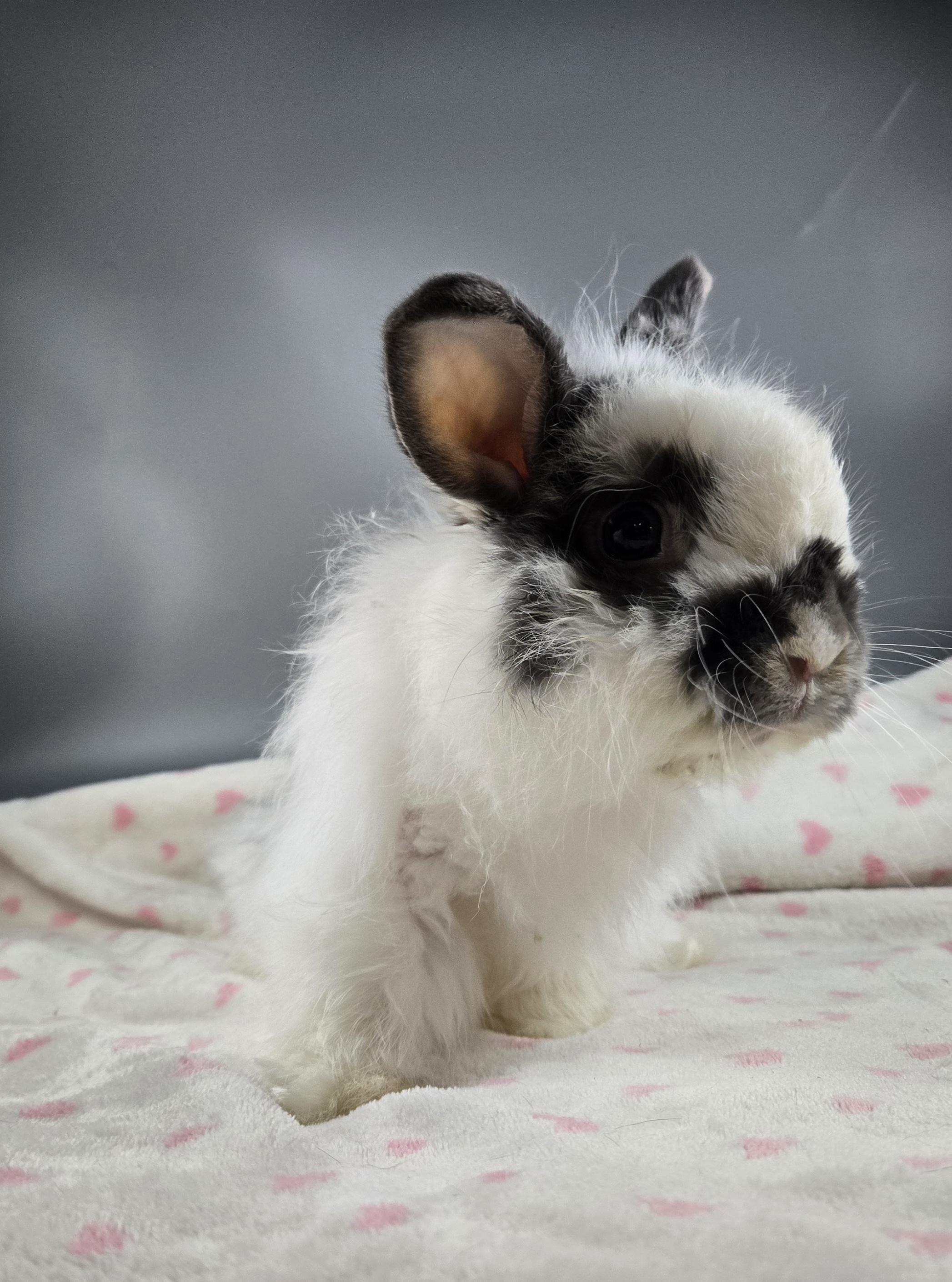 Enlarge Lil Puff, a ADOPTABLE Jersey Wooly in San Antonio, TX image 4/6