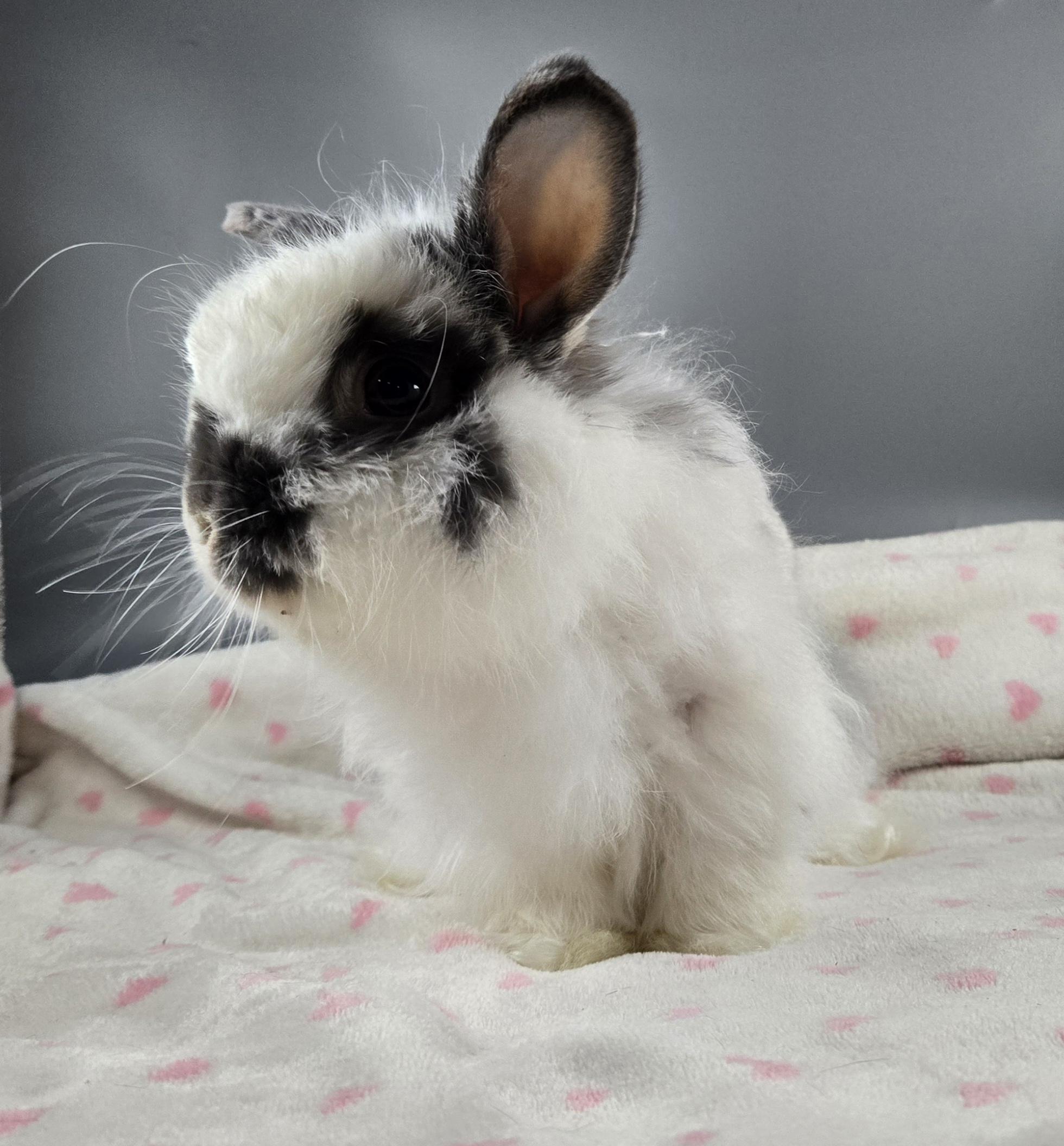 Enlarge Lil Puff, a ADOPTABLE Jersey Wooly in San Antonio, TX image 2/6