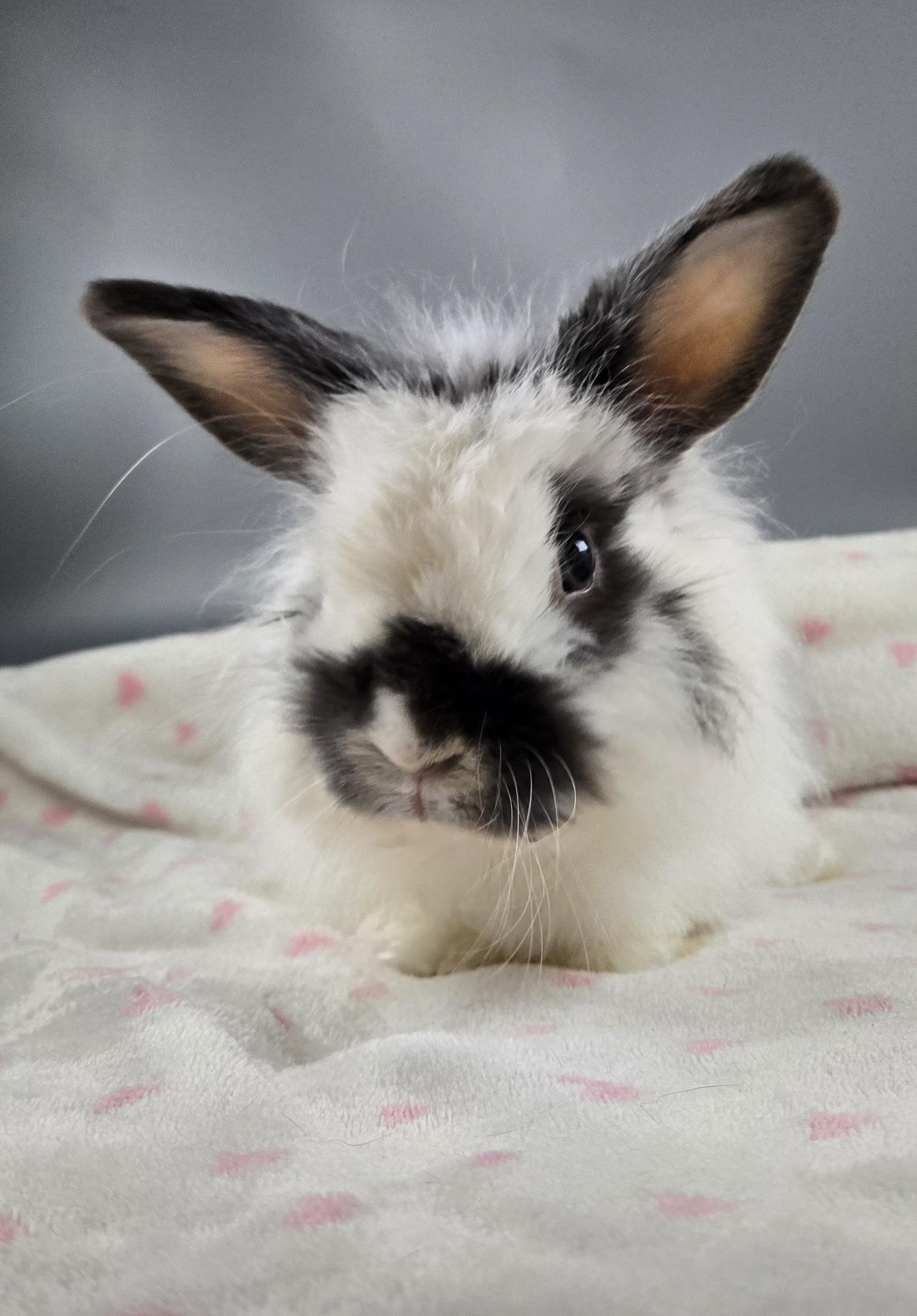 Enlarge Lil Puff, a ADOPTABLE Jersey Wooly in San Antonio, TX image 1/6