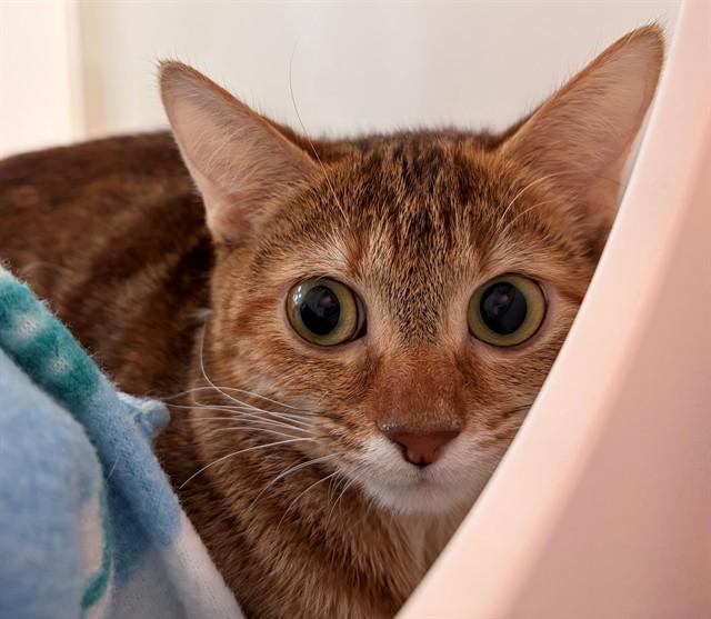 WAFFLE, Adoptable, Young Female Domestic Short Hair.