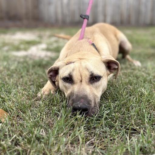 Enlarge Toast, a Adoptable Mixed Breed in Lexington, SC image 1/2