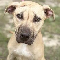 Enlarge Toast, a Adoptable Mixed Breed in Lexington, SC image 2/2