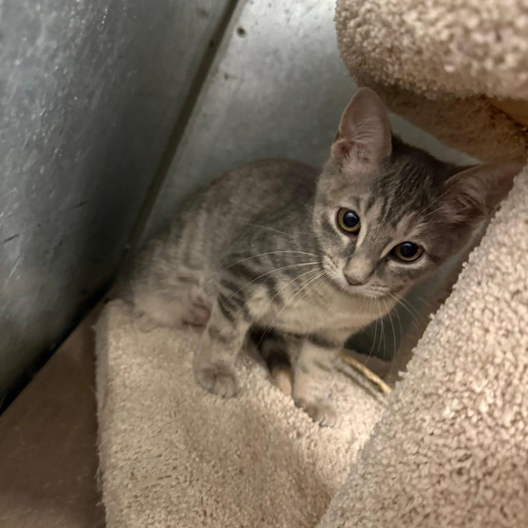 Enlarge June, a Adoptable Domestic Short Hair in Port Aransas, TX image 1/1