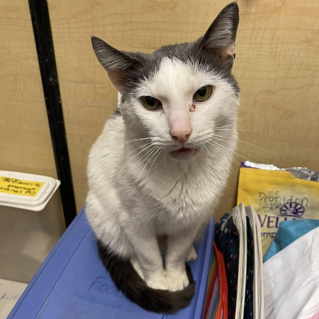 Enlarge Professor Sheldon, a Adoptable Domestic Short Hair in Abingdon, MD image 3/4