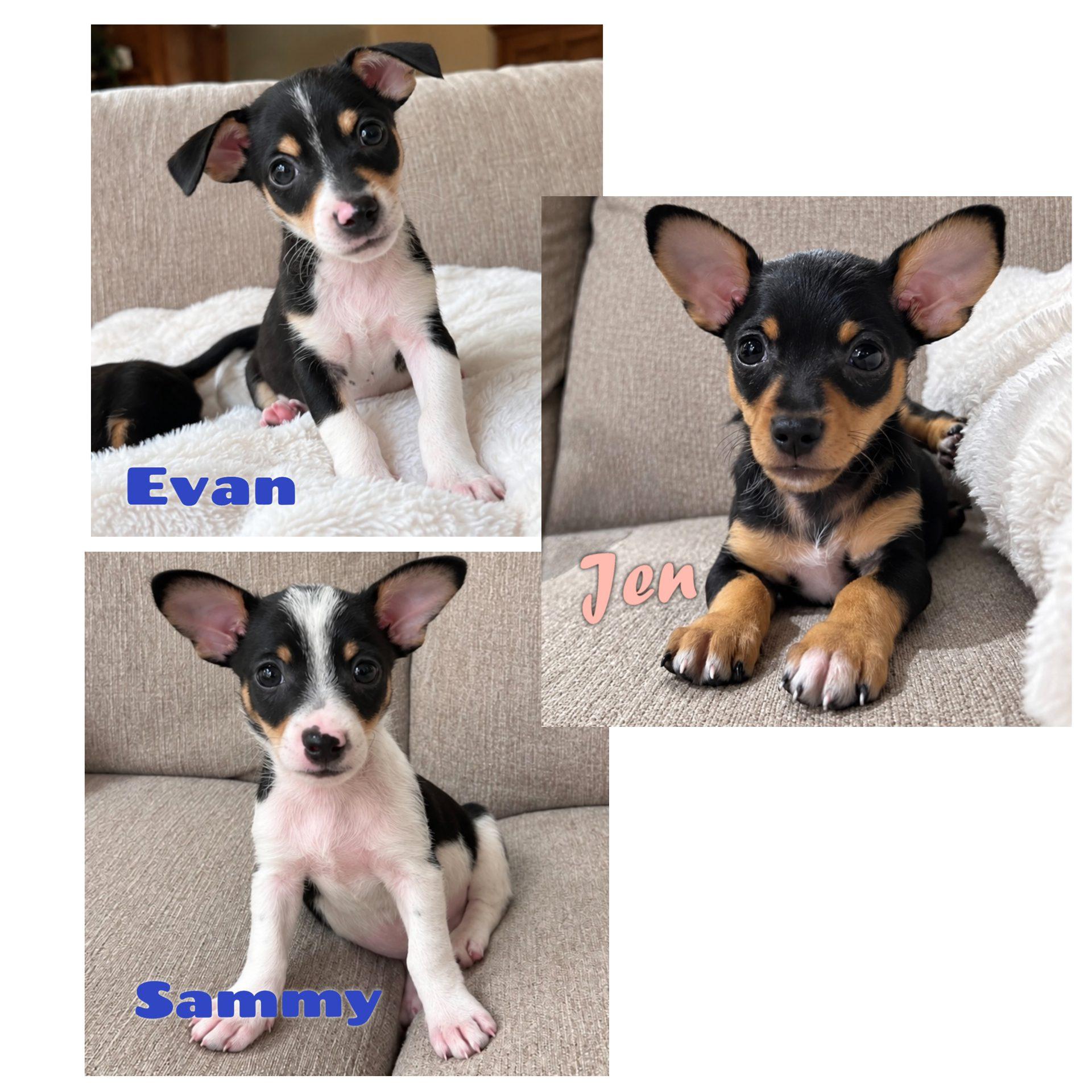 Enlarge Sammy, a Adoptable mixed breed in Mead, CO image 6/6