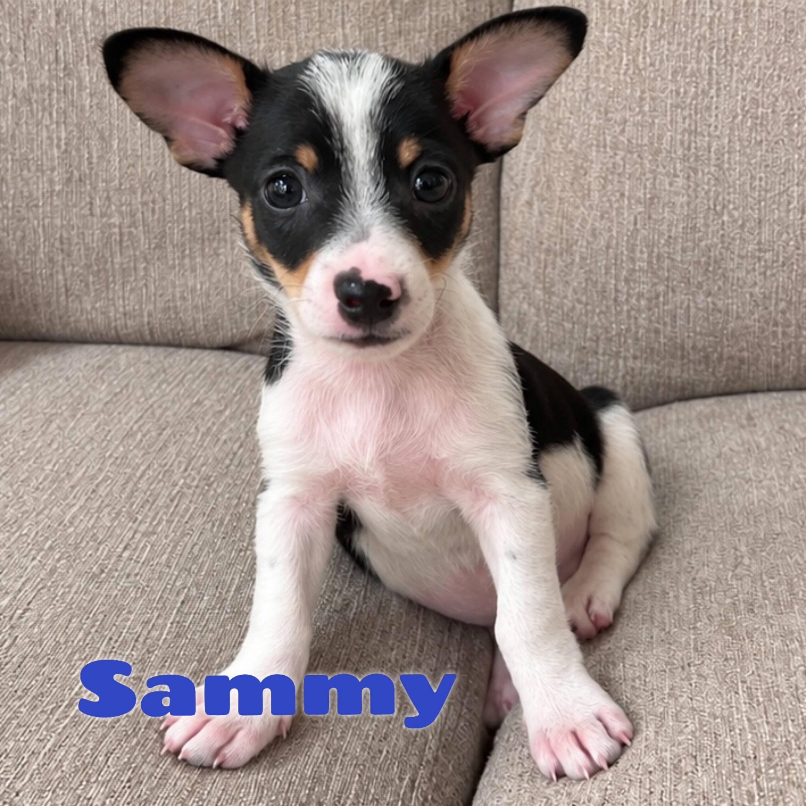 Sammy, Adoptable, Puppy Male Chihuahua.