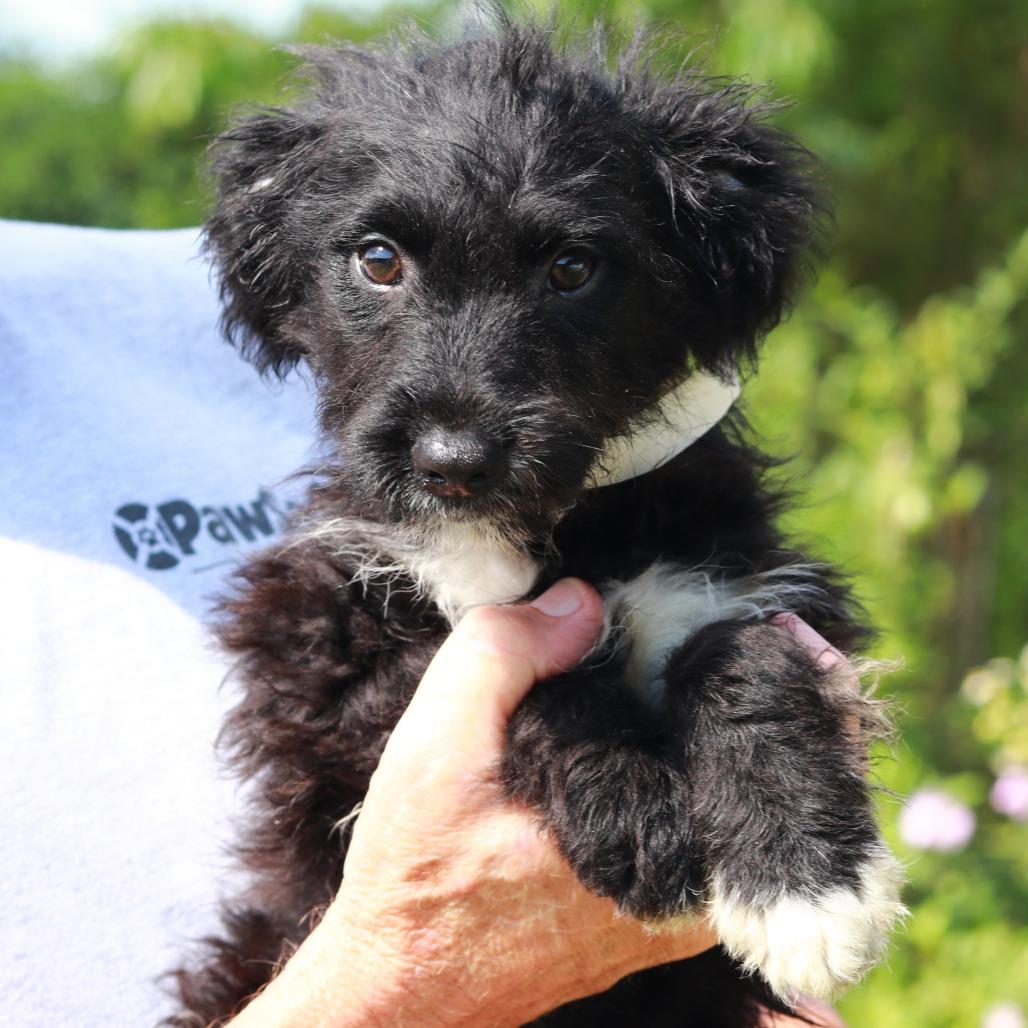 CT Pippin, a Adoptable mixed breed in Eastford, CT image 1/6