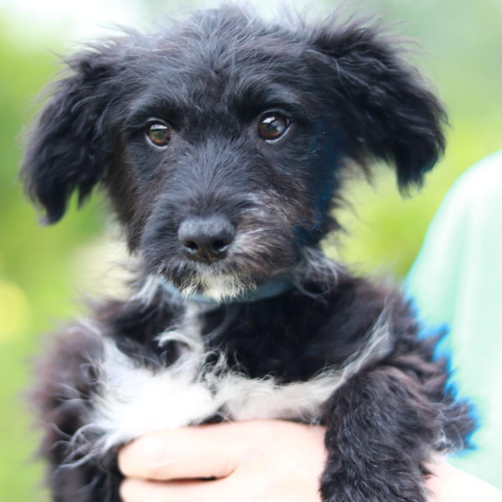 CT Pippin, a Adoptable mixed breed in Eastford, CT image 2/6