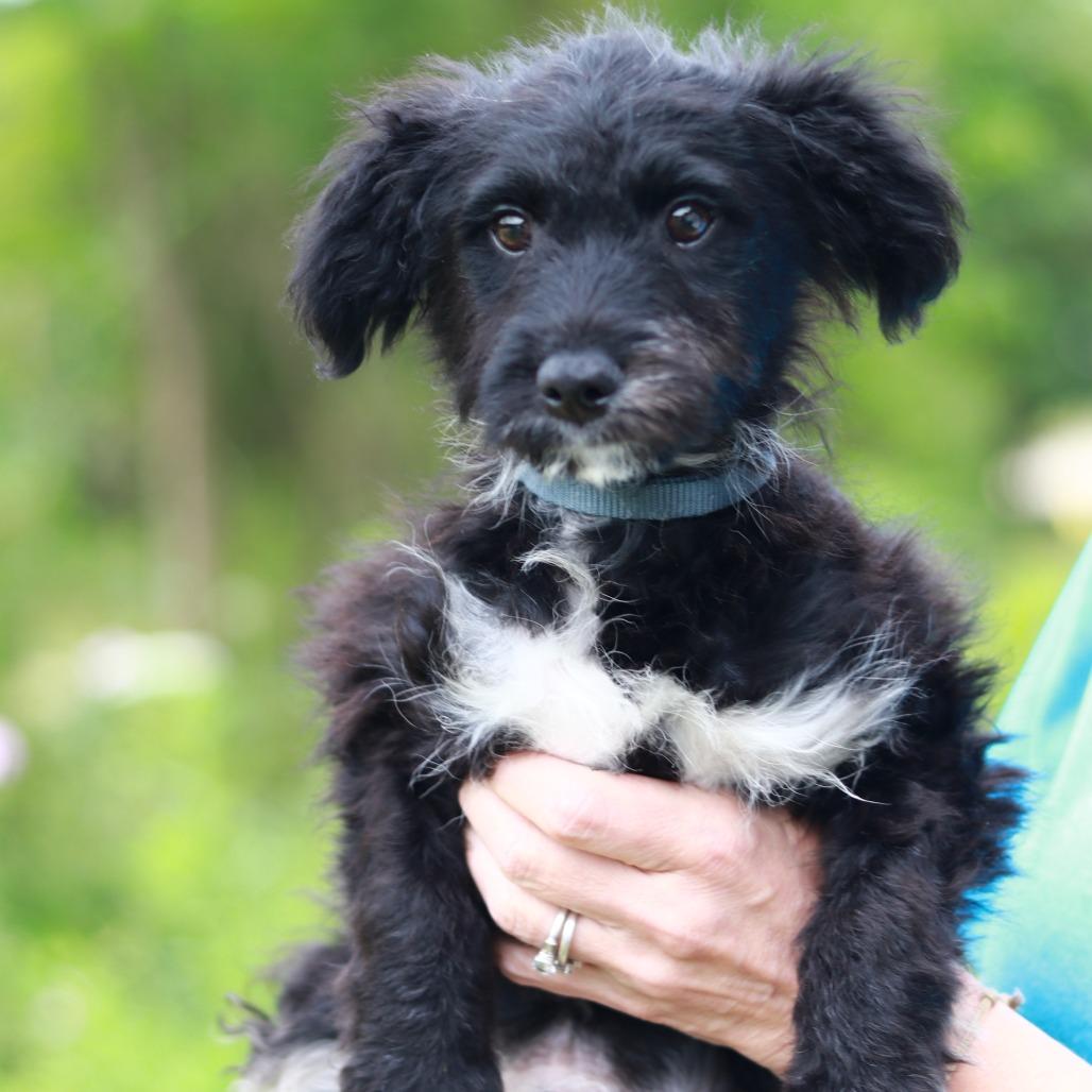 CT Pippin, a Adoptable mixed breed in Eastford, CT image 3/6