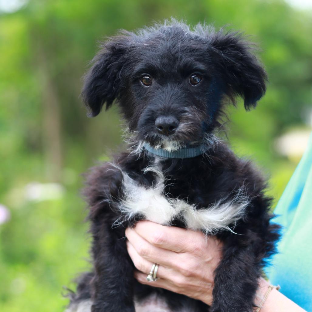 CT Pippin, a Adoptable mixed breed in Eastford, CT image 6/6