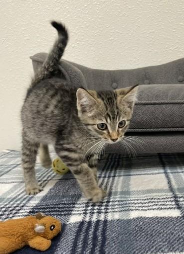 Meerkat, a Adoptable Domestic Short Hair in Red Wing, MN image 4/5