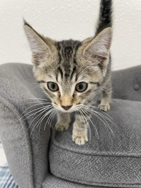 Meerkat, a Adoptable Domestic Short Hair in Red Wing, MN image 3/5
