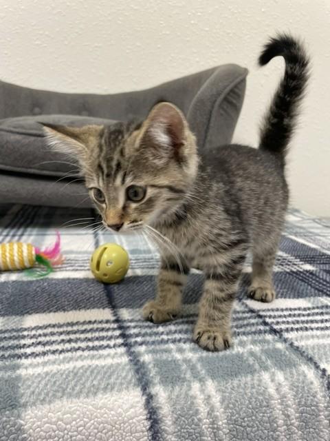 Meerkat, a Adoptable Domestic Short Hair in Red Wing, MN image 5/5