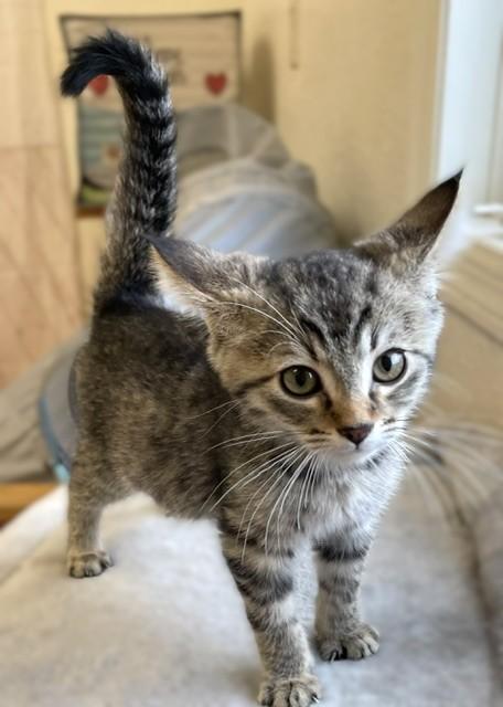 Meerkat, a Adoptable Domestic Short Hair in Red Wing, MN image 2/5