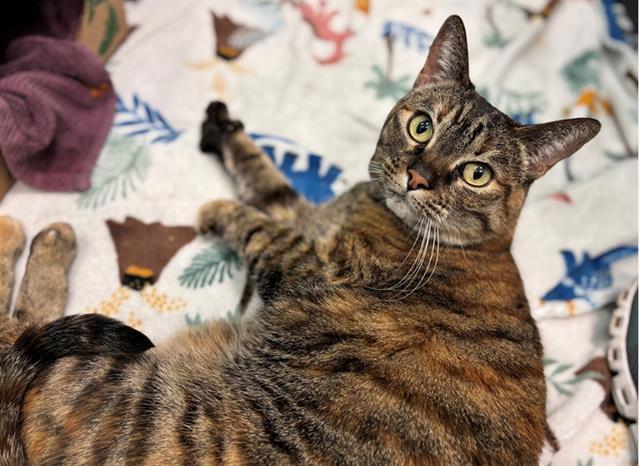 LANA, Adoptable, Senior Female Domestic Short Hair.