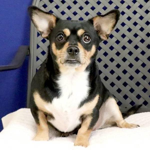 Enlarge Mister Oreo, a Adoptable mixed breed in Fort Davis, TX image 1/2