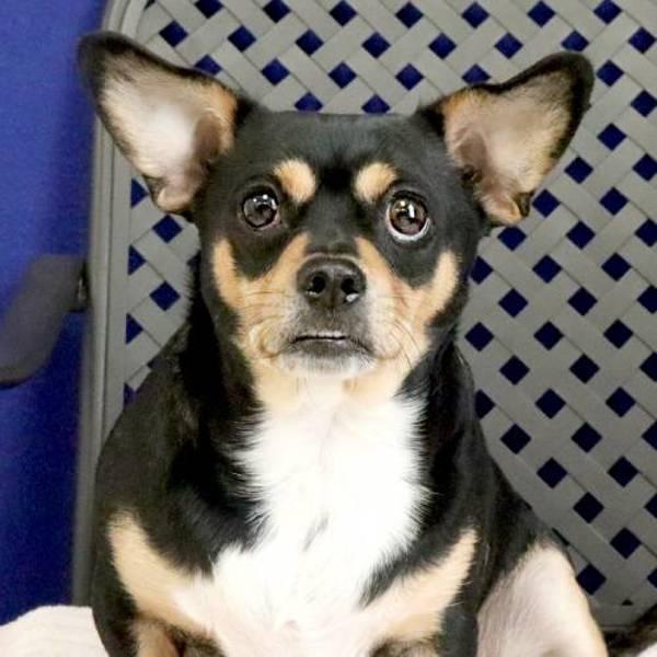 Enlarge Mister Oreo, a Adoptable mixed breed in Fort Davis, TX image 2/2