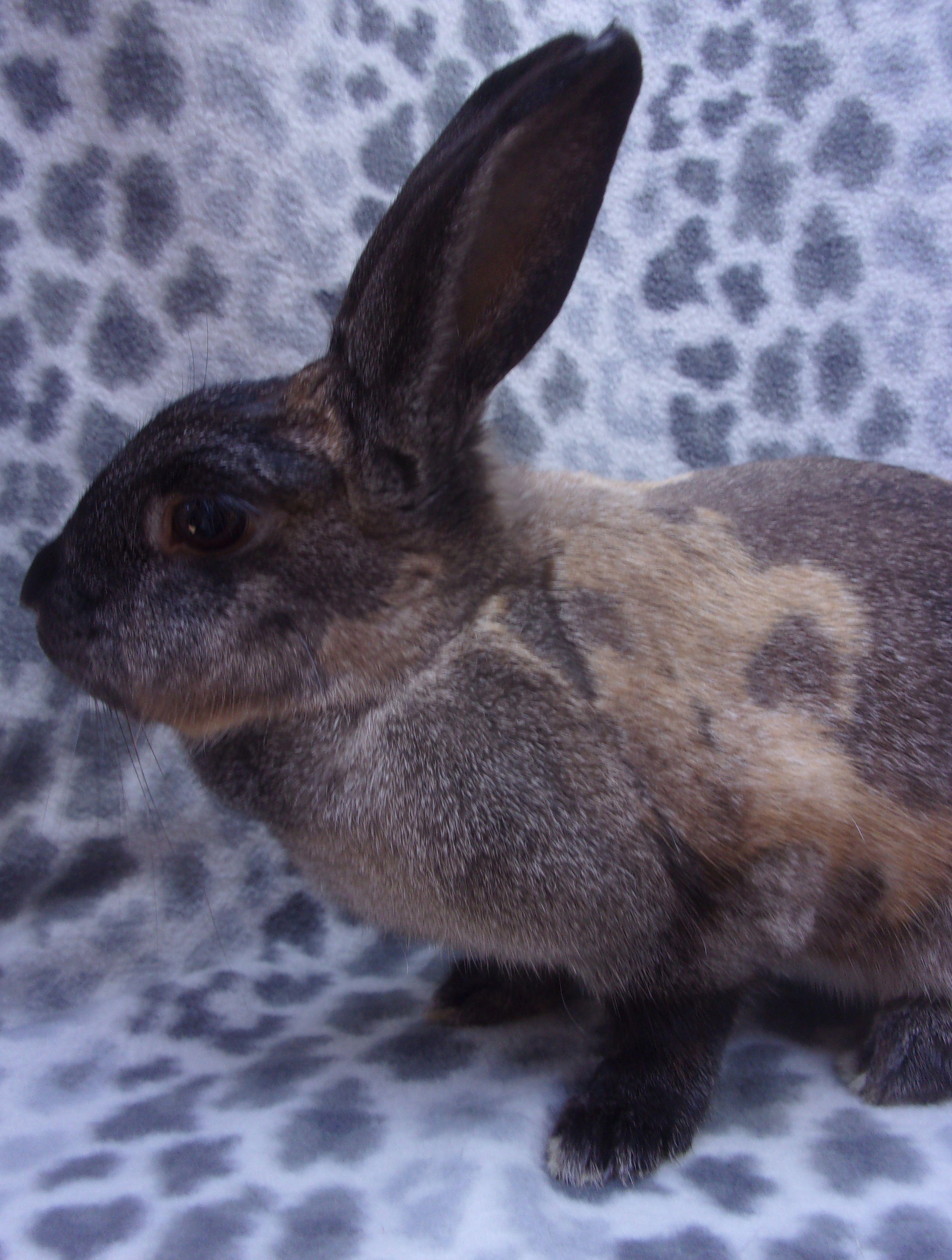 Such a nice bunny girl with the most amazing coat pattern and color Every rabbit sheltered at BUN