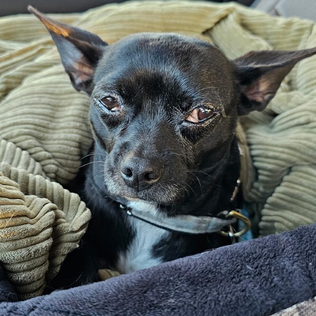 Cherry, Adoptable, Adult Female Chihuahua.