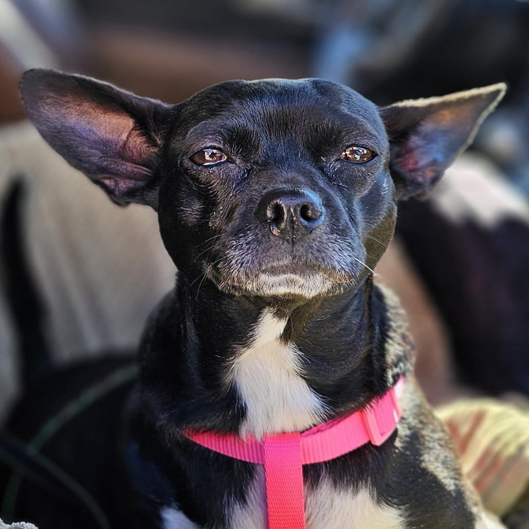 Enlarge Cherry, a Adoptable Chihuahua in Myrtle Beach, SC image 2/3