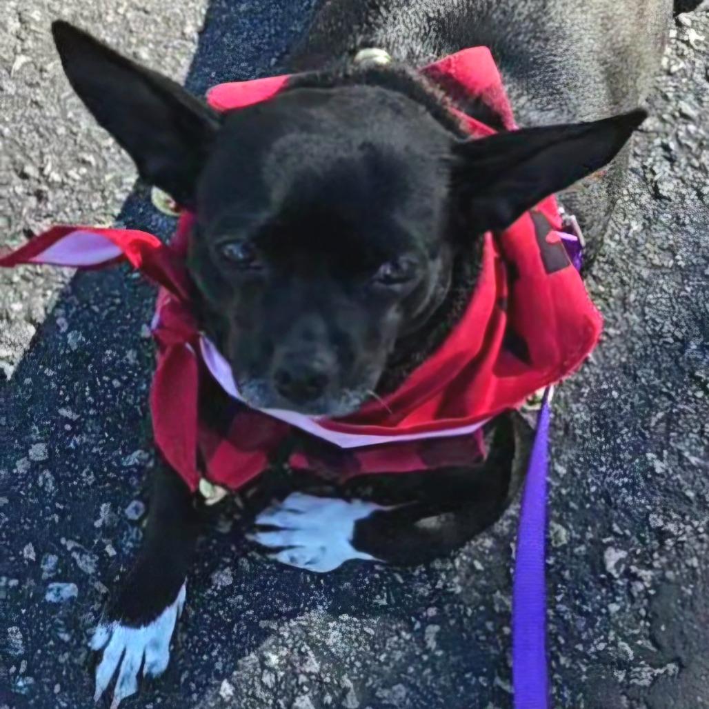 Enlarge Cherry, a Adoptable Chihuahua in Myrtle Beach, SC image 3/3