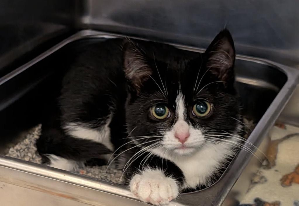 Enlarge Hasta La Vista (Spayed) (Photos September-October 2026), a Adopted mixed breed in Marietta, OH image 2/6