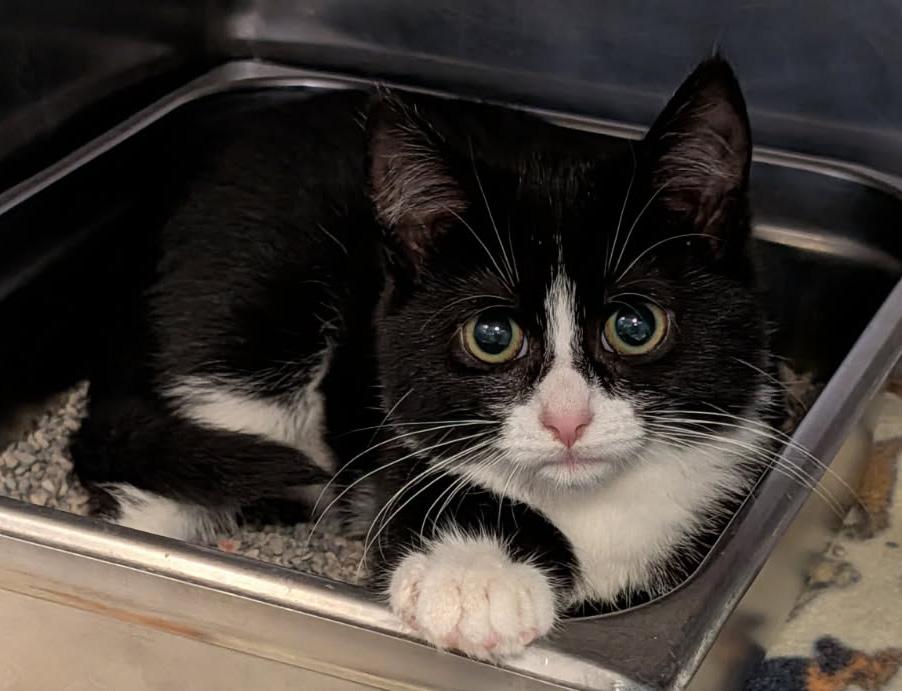 Enlarge Hasta La Vista (Spayed) (Photos September-October 2026), a Adopted mixed breed in Marietta, OH image 1/6