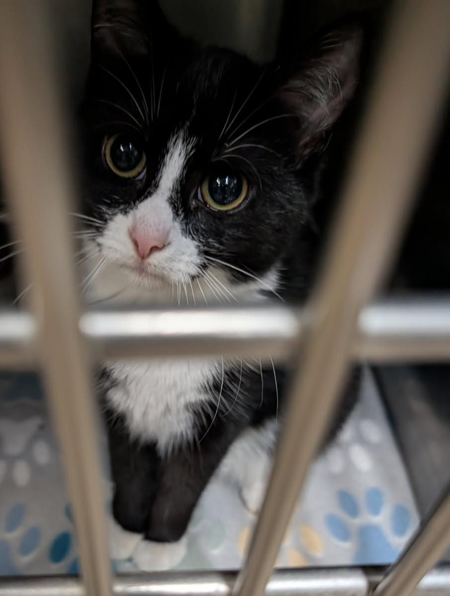 Enlarge Hasta La Vista (Spayed) (Photos September-October 2026), a Adopted mixed breed in Marietta, OH image 6/6
